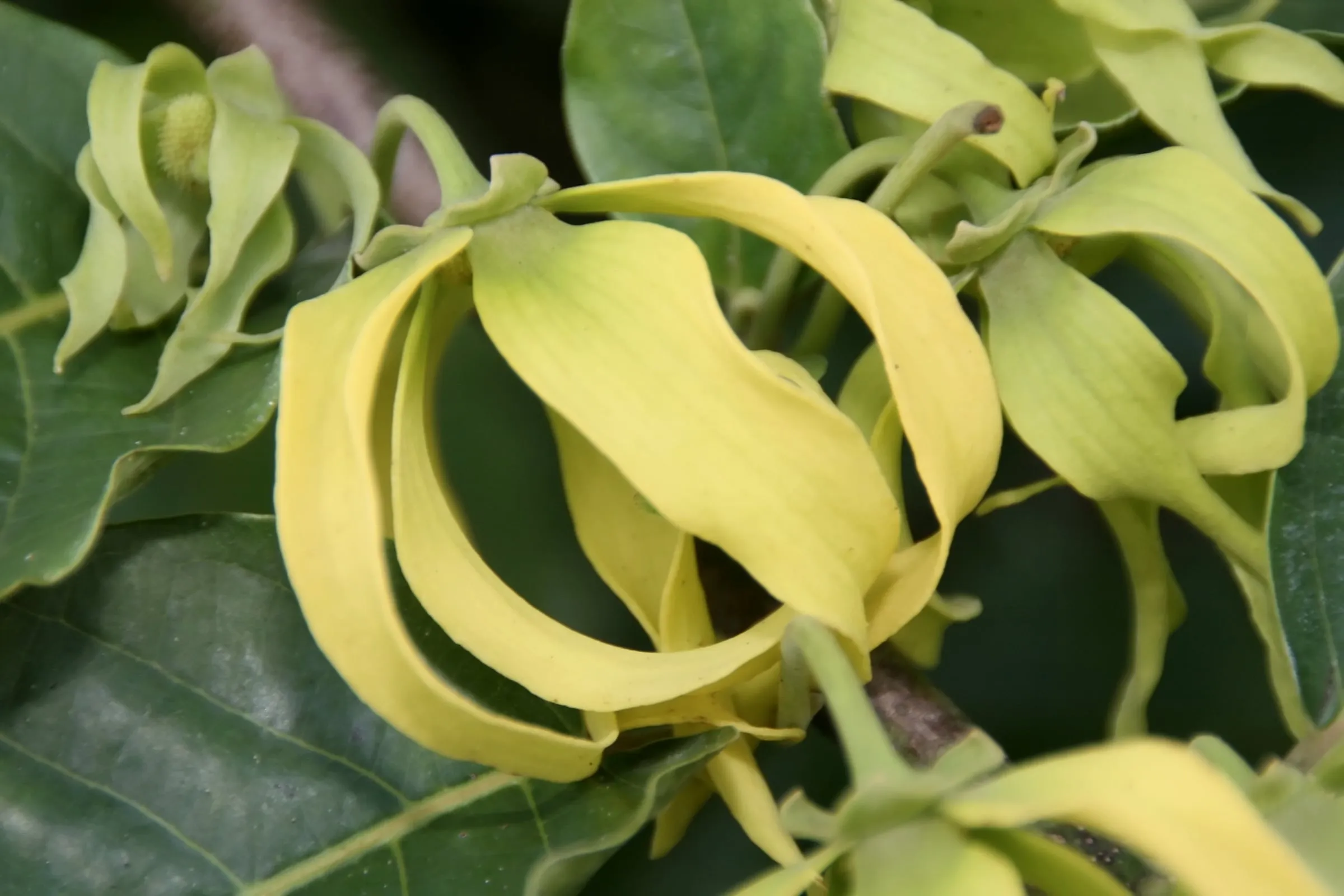 Bunga kenanga kuning yang terkulai